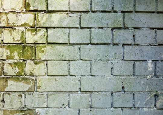 Jak pozbyć się pleśni w domu?