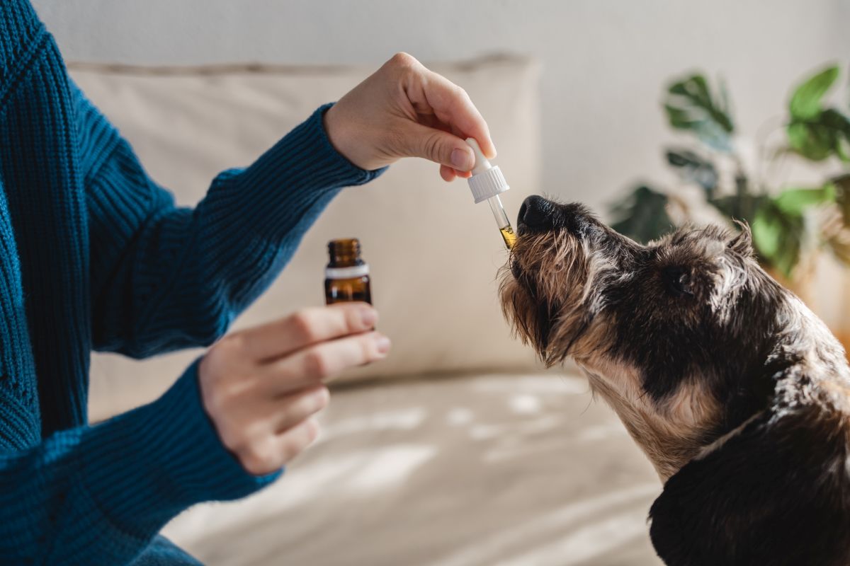 Co powinieneś wiedzieć o olejku CBD dla psa?